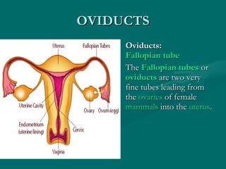 OVIDUCTS Oviducts:  Fallopian tube The  Fallopian tubes  or  oviducts  are two very fine tubes leading from the  ovaries  of female  mammals  into the  uterus . 