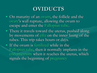 OVIDUCTS On maturity of an  ovum , the follicle and the  ovary 's wall rupture, allowing the ovum to escape and enter the  Fallopian tube .  There it travels toward the uterus, pushed along by movements of  cilia  on the inner lining of the tubes. This trip takes hours or days.  If the ovum is  fertilized  while in the  Fallopian tube , then it normally implants in the  endometrium  when it reaches the uterus, which signals the beginning of  pregnancy 