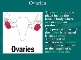 Ovaries The  ovaries  are the place inside the female body where  ova  or  eggs  are produced.  The process by which the  ovum  is released is called  ovulation . The speed of ovulation is  periodic  and impacts directly to the length of a  menstrual cycle . 