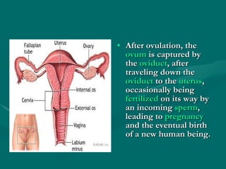 After ovulation, the  ovum  is captured by the  oviduct , after traveling down the  oviduct  to the  uterus , occasionally being  fertilized  on its way by an incoming  sperm , leading to  pregnancy  and the eventual birth of a new human being. 