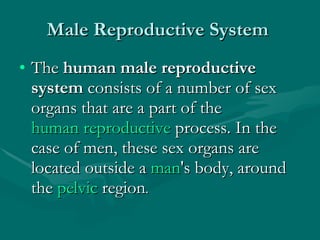 Male Reproductive System  The  human male reproductive system  consists of a number of sex organs that are a part of the  human reproductive  process. In the case of men, these sex organs are located outside a  man 's body, around the  pelvic  region . 