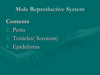 Male Reproductive System Contents Penis Testicles( Scrotum) Epididymis 