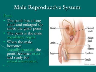 Male Reproductive System Penis The penis has a long shaft and enlarged tip called the glans penis.  The penis is the male  copulatory organ .  When the male becomes  sexually aroused , the penis becomes  erect  and ready for  sexual intercourse . . 