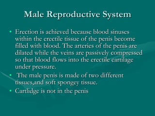 Male Reproductive System Erection is achieved because blood sinuses within the erectile tissue of the penis become filled with blood. The arteries of the penis are dilated while the veins are passively compressed so that blood flows into the erectile cartilage under pressure. The male penis is made of two different tissues,and soft spongey tissue.  Cartlidge is not in the penis 