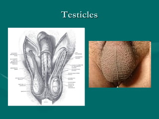 Testicles 