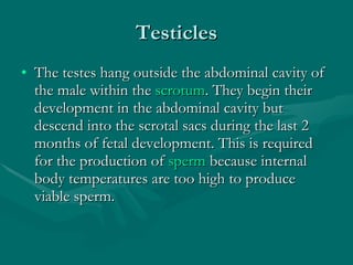 Testicles The testes hang outside the abdominal cavity of the male within the  scrotum . They begin their development in the abdominal cavity but descend into the scrotal sacs during the last 2 months of fetal development. This is required for the production of  sperm  because internal body temperatures are too high to produce viable sperm. 