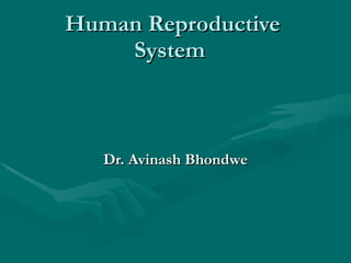 Human Reproductive System   Dr. Avinash Bhondwe 