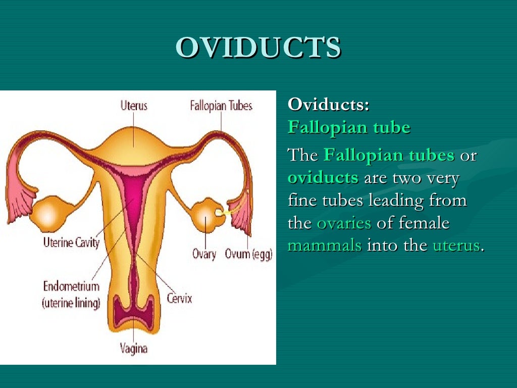 Human reproductive system
