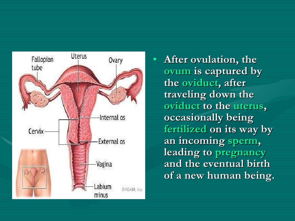 Human reproductive system