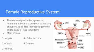 Cervix
● The cervix is the neck of the uterus, the
lower, narrow portion where it joins with
the upper part of the vagina....