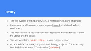 The functional units of the ovary are :
1 - Primordial follicles:
● very prevalent ; located in the periphery of the corte...