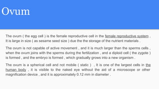 ovum
The function of the ovum
The function of the ovum is to carry the set of chromosomes contributed by the female and It...