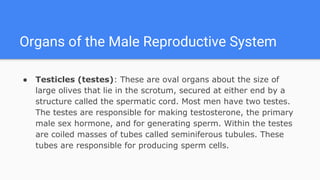 Organs of the Male Reproductive System
● Testicles (testes): These are oval organs about the size of
large olives that lie...