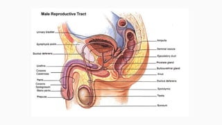 Human reproductive system Slide 5