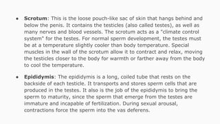 Human reproductive system Slide 6
