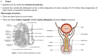 Inner Testes Human reproductive system BY Manoj Dhital(M.Sc Medical Microbiology ...
