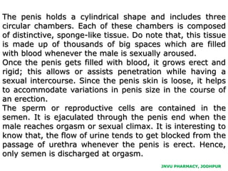 JNVU PHARMACY, JODHPUR
The penis holds a cylindrical shape and includes three
circular chambers. Each of these chambers is composed
of distinctive, sponge-like tissue. Do note that, this tissue
is made up of thousands of big spaces which are filled
with blood whenever the male is sexually aroused.
Once the penis gets filled with blood, it grows erect and
rigid; this allows or assists penetration while having a
sexual intercourse. Since the penis skin is loose, it helps
to accommodate variations in penis size in the course of
an erection.
The sperm or reproductive cells are contained in the
semen. It is ejaculated through the penis end when the
male reaches orgasm or sexual climax. It is interesting to
know that, the flow of urine tends to get blocked from the
passage of urethra whenever the penis is erect. Hence,
only semen is discharged at orgasm.
 