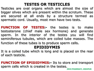 JNVU PHARMACY, JODHPUR
TESTES OR TESTICLES
Testicles are oval organs which are almost the size of
bigger olives which are present within the scrotum. These
are secured at all ends by a structure termed as
spermatic cord. Usually, most men have two tests.
FUNCTION OF TESTES:- the testes is to make
testosterone (chief male sex hormone) and generate
sperm. In the interior of the testes you will find
seminiferous tubules, which are coiled tube masses. The
function of these tubes is to produce sperm cells.
EPIDIDYMIS
It is a coiled tube which is long and is placed on the rear
of each testicle.
FUNCTION OF EPIDIDYMIS:- Its to store and transport
sperm cells which is created in the testes.
 