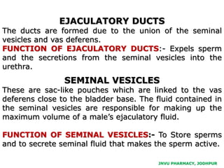 JNVU PHARMACY, JODHPUR
EJACULATORY DUCTS
The ducts are formed due to the union of the seminal
vesicles and vas deferens.
FUNCTION OF EJACULATORY DUCTS:- Expels sperm
and the secretions from the seminal vesicles into the
urethra.
SEMINAL VESICLES
These are sac-like pouches which are linked to the vas
deferens close to the bladder base. The fluid contained in
the seminal vesicles are responsible for making up the
maximum volume of a male’s ejaculatory fluid.
FUNCTION OF SEMINAL VESICLES:- To Store sperms
and to secrete seminal fluid that makes the sperm active.
 