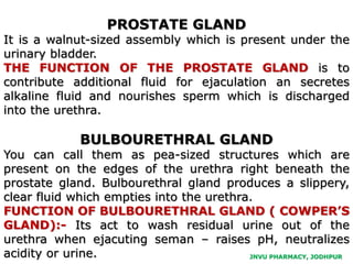 JNVU PHARMACY, JODHPUR
PROSTATE GLAND
It is a walnut-sized assembly which is present under the
urinary bladder.
THE FUNCTION OF THE PROSTATE GLAND is to
contribute additional fluid for ejaculation an secretes
alkaline fluid and nourishes sperm which is discharged
into the urethra.
BULBOURETHRAL GLAND
You can call them as pea-sized structures which are
present on the edges of the urethra right beneath the
prostate gland. Bulbourethral gland produces a slippery,
clear fluid which empties into the urethra.
FUNCTION OF BULBOURETHRAL GLAND ( COWPER’S
GLAND):- Its act to wash residual urine out of the
urethra when ejacuting seman – raises pH, neutralizes
acidity or urine.
 