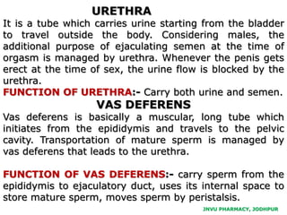 JNVU PHARMACY, JODHPUR
URETHRA
It is a tube which carries urine starting from the bladder
to travel outside the body. Considering males, the
additional purpose of ejaculating semen at the time of
orgasm is managed by urethra. Whenever the penis gets
erect at the time of sex, the urine flow is blocked by the
urethra.
FUNCTION OF URETHRA:- Carry both urine and semen.
VAS DEFERENS
Vas deferens is basically a muscular, long tube which
initiates from the epididymis and travels to the pelvic
cavity. Transportation of mature sperm is managed by
vas deferens that leads to the urethra.
FUNCTION OF VAS DEFERENS:- carry sperm from the
epididymis to ejaculatory duct, uses its internal space to
store mature sperm, moves sperm by peristalsis.
 