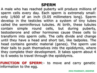 JNVU PHARMACY, JODHPUR
SPERM
A male who has reached puberty will produce millions of
sperm cells every day. Each sperm is extremely small:
only 1/600 of an inch (0.05 millimeters long). Sperm
develop in the testicles within a system of tiny tubes
called the seminiferous tubules. At birth, these tubules
contain simple round cells, but during puberty,
testosterone and other hormones cause these cells to
transform into sperm cells. The cells divide and change
until they have a head and short tail, like tadpoles. The
head contains genetic material (genes). The sperm use
their tails to push themselves into the epididymis, where
they complete their development. It takes sperm about 4
to 6 weeks to travel through the epididymis.
FUNCTION OF SPERM:- to move and carry genetic
information to the egg.
 