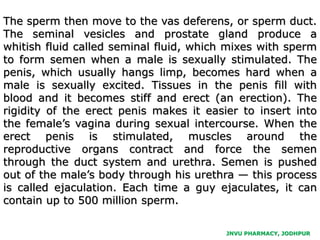 JNVU PHARMACY, JODHPUR
The sperm then move to the vas deferens, or sperm duct.
The seminal vesicles and prostate gland produce a
whitish fluid called seminal fluid, which mixes with sperm
to form semen when a male is sexually stimulated. The
penis, which usually hangs limp, becomes hard when a
male is sexually excited. Tissues in the penis fill with
blood and it becomes stiff and erect (an erection). The
rigidity of the erect penis makes it easier to insert into
the female’s vagina during sexual intercourse. When the
erect penis is stimulated, muscles around the
reproductive organs contract and force the semen
through the duct system and urethra. Semen is pushed
out of the male’s body through his urethra — this process
is called ejaculation. Each time a guy ejaculates, it can
contain up to 500 million sperm.
 