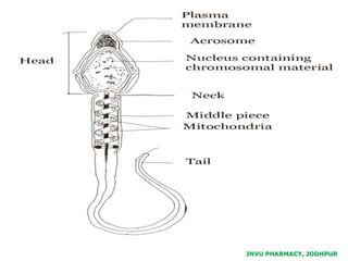 JNVU PHARMACY, JODHPUR
 