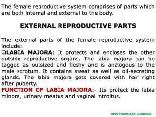 JNVU PHARMACY, JODHPUR
The female reproductive system comprises of parts which
are both internal and external to the body.
EXTERNAL REPRODUCTIVE PARTS
The external parts of the female reproductive system
include:
LABIA MAJORA: It protects and encloses the other
outside reproductive organs. The labia majora can be
tagged as outsized and fleshy and is analogous to the
male scrotum. It contains sweat as well as oil-secreting
glands. The labia majora gets covered with hair right
after puberty.
FUNCTION OF LABIA MAJORA:- Its protect the labia
minora, urinary meatus and vaginal introitus.
 