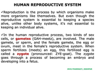 JNVU PHARMACY, JODHPUR
Reproduction is the process by which organisms make
more organisms like themselves. But even though the
reproductive system is essential to keeping a species
alive, unlike other body systems, it's not essential to
keeping an individual alive.
In the human reproductive process, two kinds of sex
cells, or gametes (GAH-meetz), are involved. The male
gamete, or sperm, and the female gamete, the egg or
ovum, meet in the female's reproductive system. When
sperm fertilizes (meets) an egg, this fertilized egg is
called a zygote (pronounced: ZYE-goat). The zygote
goes through a process of becoming an embryo and
developing into a fetus.
HUMAN REPRODUCTIVE SYSTEM
 