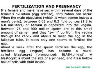 JNVU PHARMACY, JODHPUR
FERTILIZATION AND PREGNANCY
If a female and male have sex within several days of the
female’s ovulation (egg release), fertilization can occur.
When the male ejaculates (which is when semen leaves a
man’s penis), between 0.05 and 0.2 fluid ounces (1.5 to
6.0 milliliters) of semen is deposited into the vagina.
Between 75 and 900 million sperm are in this small
amount of semen, and they “swim” up from the vagina
through the cervix and uterus to meet the egg in the
fallopian tube. It takes only one sperm to fertilize the
egg.
About a week after the sperm fertilizes the egg, the
fertilized egg (zygote) has become a multi-
celled blastocyst (pronounced: BLAS-tuh-sist). A
blastocyst is about the size of a pinhead, and it’s a hollow
ball of cells with fluid inside.
 