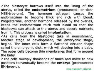 JNVU PHARMACY, JODHPUR
The blastocyst burrows itself into the lining of the
uterus, called the endometrium (pronounced: en-doh-
MEE-tree-um). The hormone estrogen causes the
endometrium to become thick and rich with blood.
Progesterone, another hormone released by the ovaries,
keeps the endometrium thick with blood so that the
blastocyst can attach to the uterus and absorb nutrients
from it. This process is called implantation.
As cells from the blastocyst take in nourishment,
another stage of development, the embryonic stage,
begins. The inner cells form a flattened circular shape
called the embryonic disk, which will develop into a baby.
The outer cells become thin membranes that form around
the baby.
The cells multiply thousands of times and move to new
positions toeventually become the embryo (pronounced:
EM-bree-o).
 