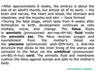 JNVU PHARMACY, JODHPUR
After approximately 8 weeks, the embryo is about the
size of an adult’s thumb, but almost all of its parts — the
brain and nerves, the heart and blood, the stomach and
intestines, and the muscles and skin — have formed.
During the fetal stage, which lasts from 9 weeks after
fertilization to birth, development continues as cells
multiply, move, and change. The fetus floats
in amniotic (pronounced: am-nee-AH-tik) fluid inside
the amniotic sac. The fetus receives oxygen and
nourishment from the mother’s blood via
the placenta (pronounced: pluh-SEN-tuh), a disk-like
structure that sticks to the inner lining of the uterus and
connects to the fetus via the umbilical (pronounced:
um-BIL-ih-kul) cord. The amniotic fluid and membrane
cushion the fetus against bumps and jolts to the mother’s
body.
 