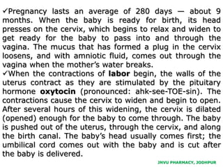 JNVU PHARMACY, JODHPUR
Pregnancy lasts an average of 280 days — about 9
months. When the baby is ready for birth, its head
presses on the cervix, which begins to relax and widen to
get ready for the baby to pass into and through the
vagina. The mucus that has formed a plug in the cervix
loosens, and with amniotic fluid, comes out through the
vagina when the mother’s water breaks.
When the contractions of labor begin, the walls of the
uterus contract as they are stimulated by the pituitary
hormone oxytocin (pronounced: ahk-see-TOE-sin). The
contractions cause the cervix to widen and begin to open.
After several hours of this widening, the cervix is dilated
(opened) enough for the baby to come through. The baby
is pushed out of the uterus, through the cervix, and along
the birth canal. The baby’s head usually comes first; the
umbilical cord comes out with the baby and is cut after
the baby is delivered.
 