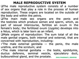 JNVU PHARMACY, JODHPUR
The male reproductive system consists of a number
of sex organs that play a role in the process of human
reproduction. These organs are located on the outside of
the body and within the pelvis.
The main male sex organs are the penis and
the testicles which produce semen and sperm, which, as
part of sexual intercourse, fertilize an ovum in the
female's body; the fertilized ovum (zygote) develops into
a fetus, which is later born as an infant.
Male organs of reproduction: The sum total of all the
male genital organs, both internal and external, that are
concerned with reproduction, including:
The male external genitalia -- the penis, the male
urethra, and the scrotum; and
The male internal genitalia -- the testis, epididymis,
ductus deferens, seminal vesicle, ejaculatory duct,
bulbourethral gland, and the prostate.
MALE REPRODUCTIVE SYSTEM
 