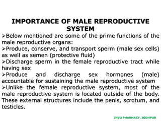 JNVU PHARMACY, JODHPUR
IMPORTANCE OF MALE REPRODUCTIVE
SYSTEM
Below mentioned are some of the prime functions of the
male reproductive organs:
Produce, conserve, and transport sperm (male sex cells)
as well as semen (protective fluid)
Discharge sperm in the female reproductive tract while
having sex
Produce and discharge sex hormones (male)
accountable for sustaining the male reproductive system
Unlike the female reproductive system, most of the
male reproductive system is located outside of the body.
These external structures include the penis, scrotum, and
testicles.
 