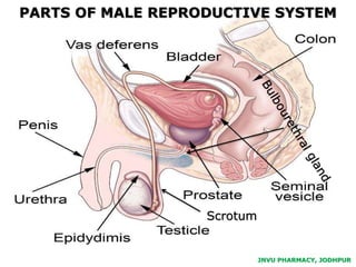JNVU PHARMACY, JODHPUR
PARTS OF MALE REPRODUCTIVE SYSTEM
JNVU PHARMACY, JODHPUR
Scrotum
 