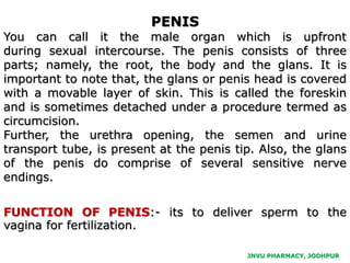 JNVU PHARMACY, JODHPUR
PENIS
You can call it the male organ which is upfront
during sexual intercourse. The penis consists of three
parts; namely, the root, the body and the glans. It is
important to note that, the glans or penis head is covered
with a movable layer of skin. This is called the foreskin
and is sometimes detached under a procedure termed as
circumcision.
Further, the urethra opening, the semen and urine
transport tube, is present at the penis tip. Also, the glans
of the penis do comprise of several sensitive nerve
endings.
FUNCTION OF PENIS:- its to deliver sperm to the
vagina for fertilization.
 