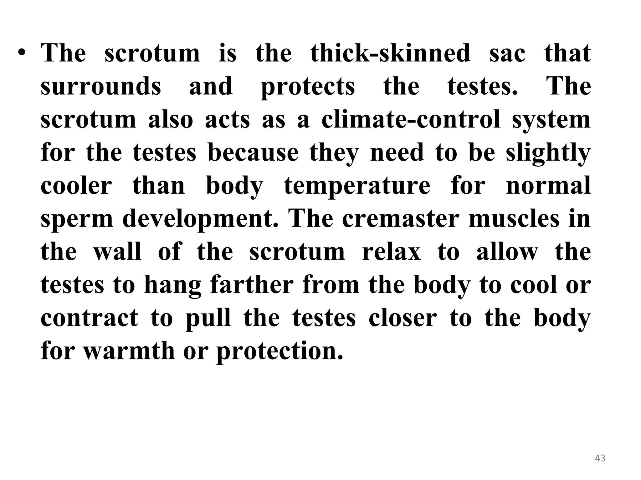 43
• The scrotum is the thick-skinned sac that
surrounds and protects the testes. The
scrotum also acts as a climate-control system
for the testes because they need to be slightly
cooler than body temperature for normal
sperm development. The cremaster muscles in
the wall of the scrotum relax to allow the
testes to hang farther from the body to cool or
contract to pull the testes closer to the body
for warmth or protection.
 