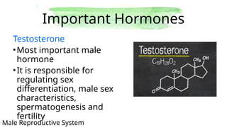 Testosterone Reproductive System Human Reproductive System ang their functions..pptx