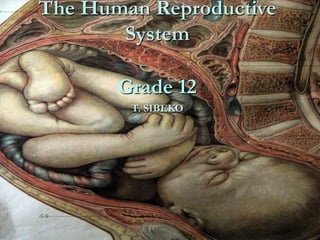 The Human Reproductive
System

Grade 12
T. SIBEKO

 