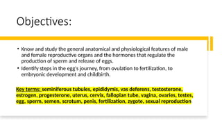 Comprehensive Overview of the Human Reproductive System: Anatomy ...