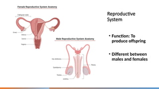 Comprehensive Overview of the Human Reproductive System: Anatomy ...