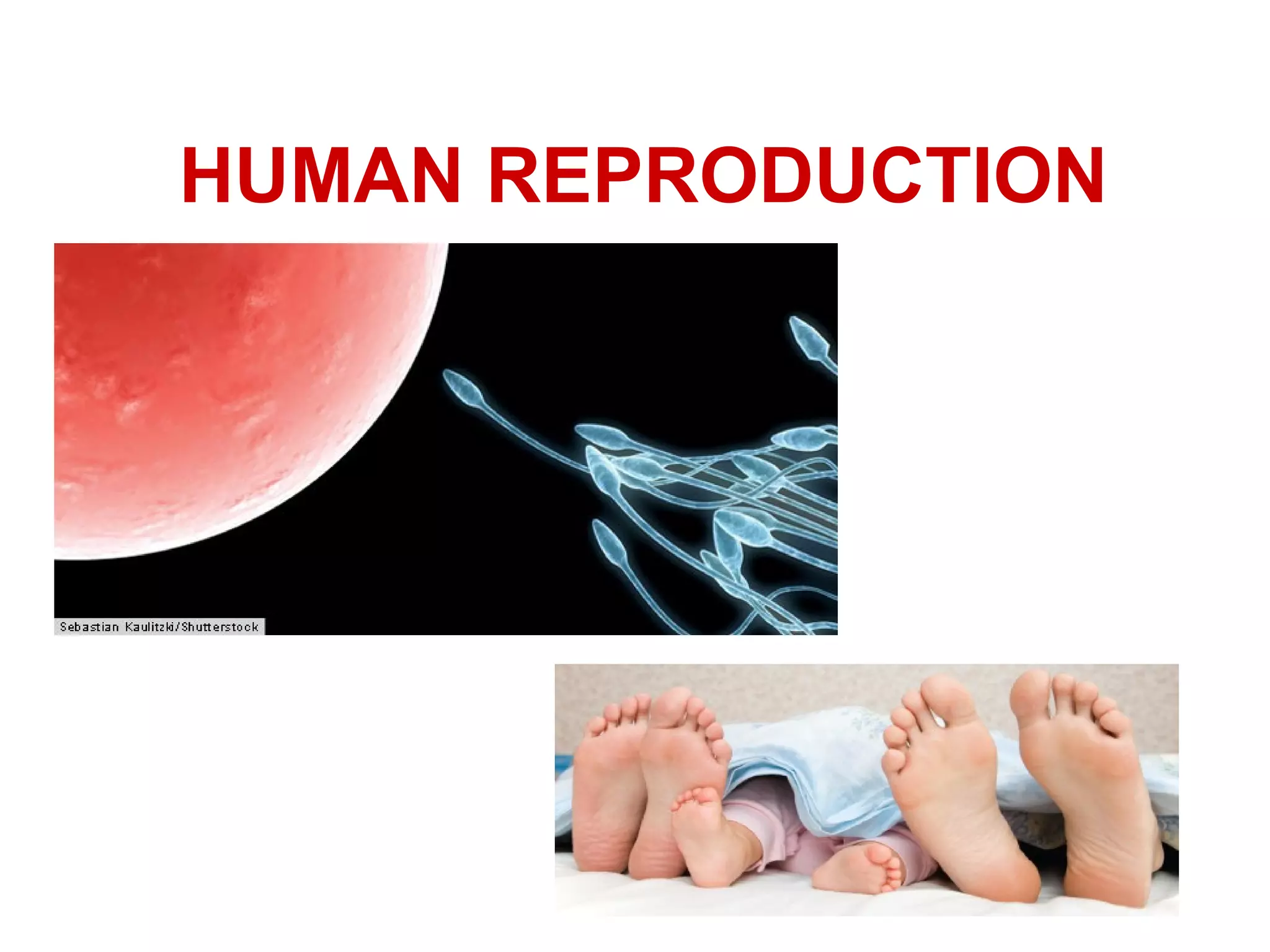 HUMAN REPRODUCTION