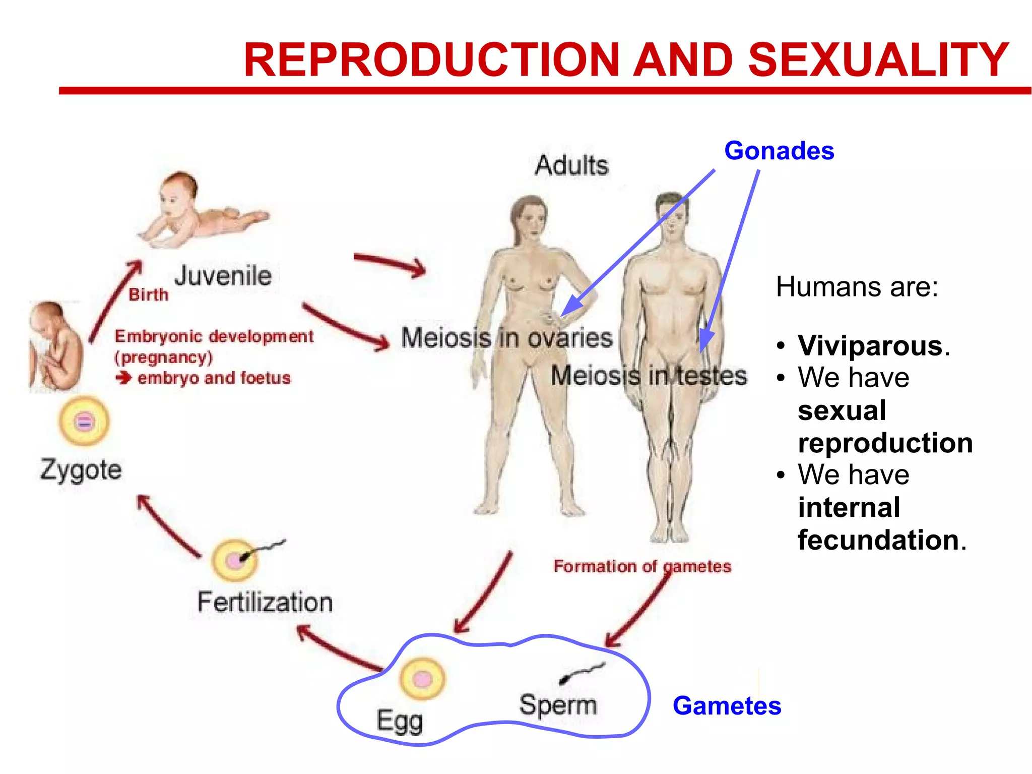 Human reproductive systems 1 | PDF