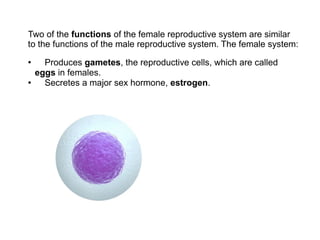 Two of the functions of the female reproductive system are similar
to the functions of the male reproductive system. The female system:
● Produces gametes, the reproductive cells, which are called
eggs in females.
● Secretes a major sex hormone, estrogen.