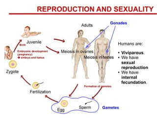 REPRODUCTION AND SEXUALITY
Humans are:
● Viviparous.
● We have
sexual
reproduction
● We have
internal
fecundation.
Gametes
Gonades