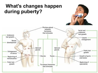 What's changes happen
during puberty?