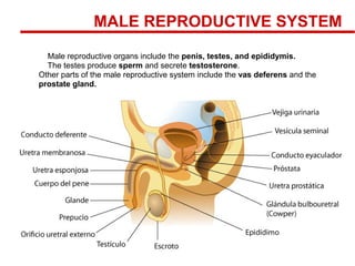 MALE REPRODUCTIVE SYSTEM
Male reproductive organs include the penis, testes, and epididymis.
The testes produce sperm and secrete testosterone.
Other parts of the male reproductive system include the vas deferens and the
prostate gland.