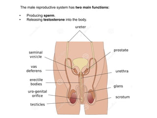 The male reproductive system has two main functions:
● Producing sperm.
● Releasing testosterone into the body.
